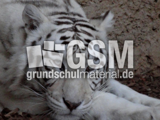 Weißer Tiger_5.jpg